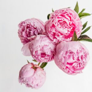 Peonies, the most requested flower for Valentines