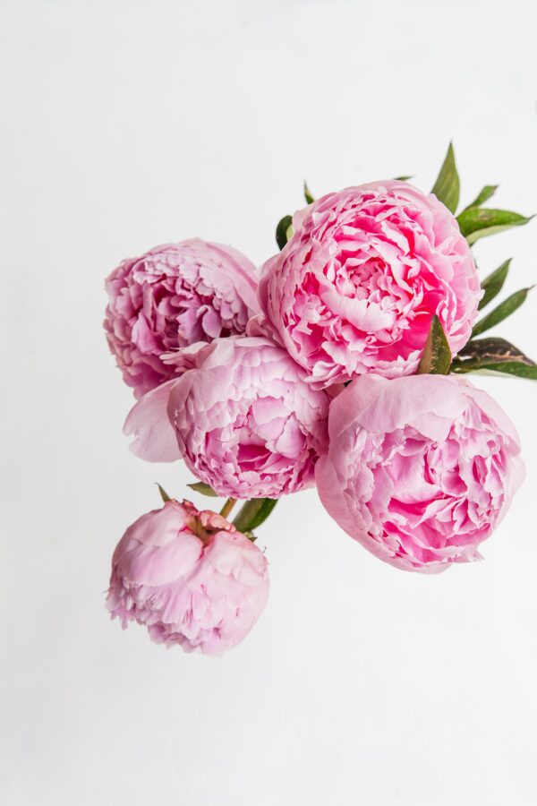 Peonies, the most requested flower for Valentines