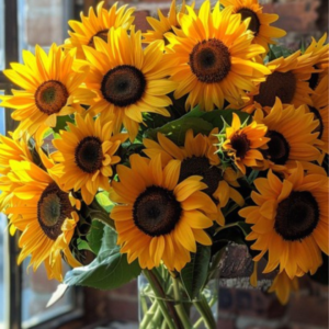 Sunny Days And Sunflowers Go Hand in Hand